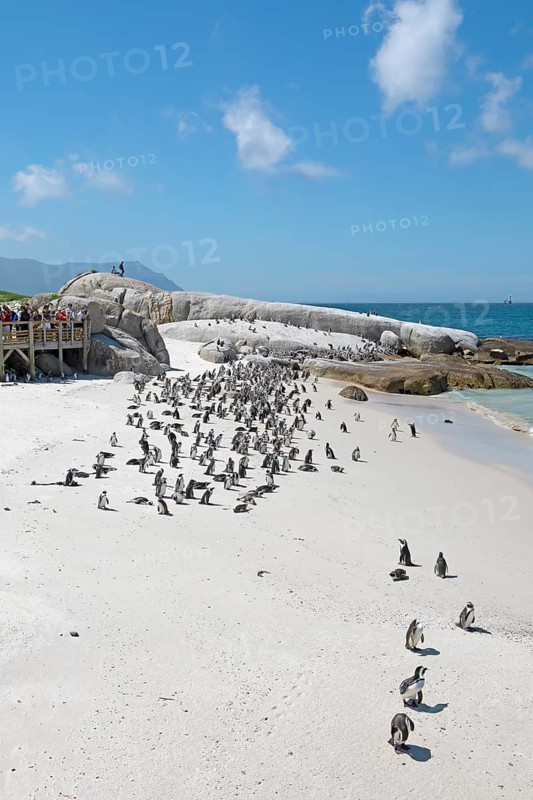 African penguins