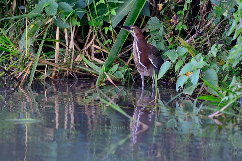 Rufescent tiger heron