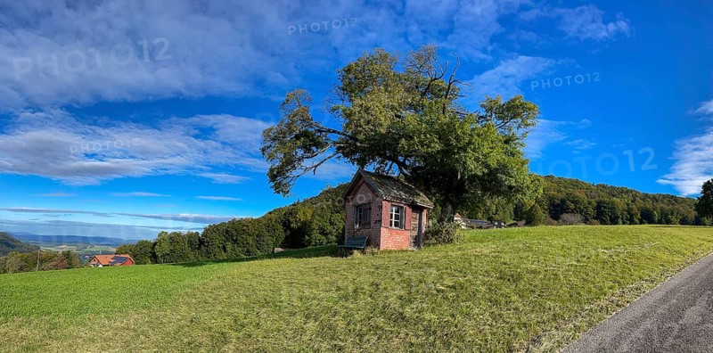Early autumn landscape with tree and dilapidated hut