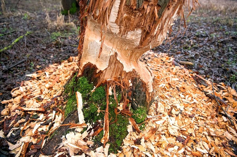 Beaver damage or gnaw marks on a tree in a small forest near a watercourse