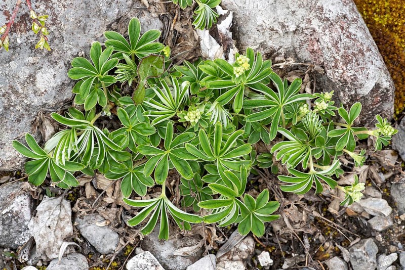 Alpine lady's-mantle