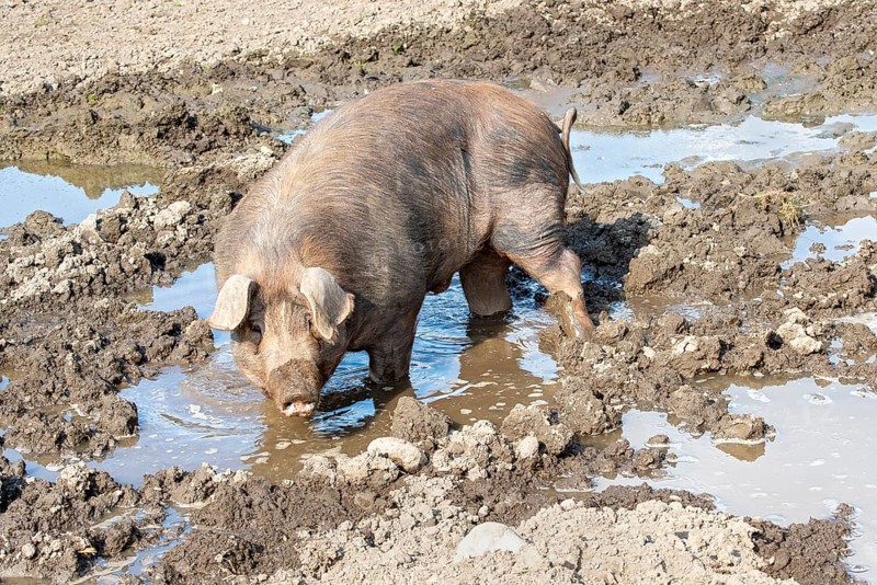 Duroc pig standing in the mud pool