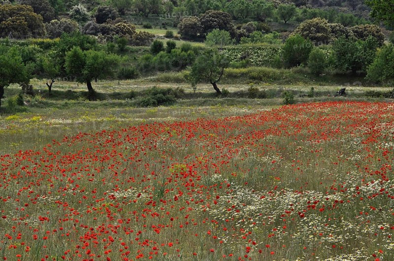 Poppy meadow with olive trees