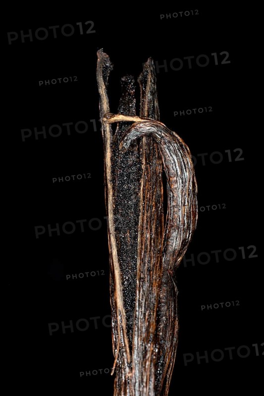 Sliced genuine bourbon flat-leaved vanilla