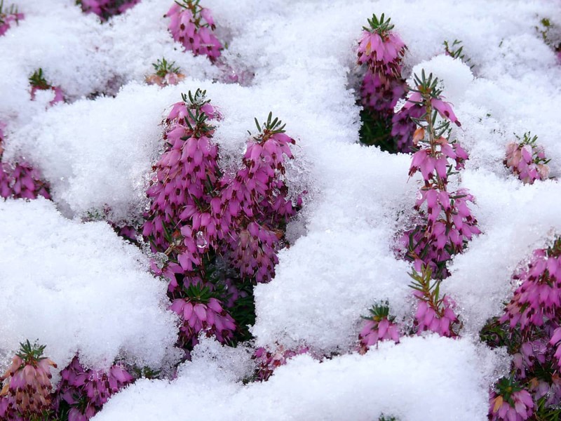 Bell heather