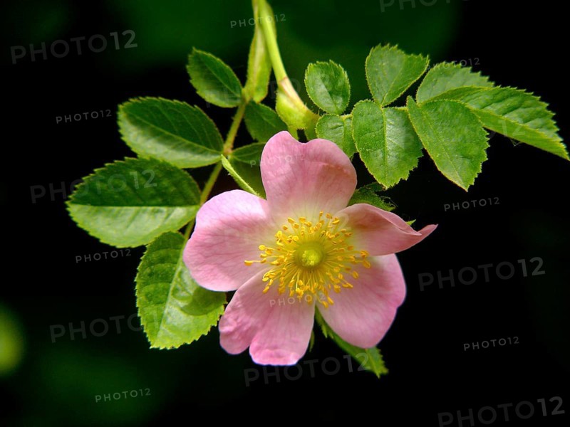 Dog rose