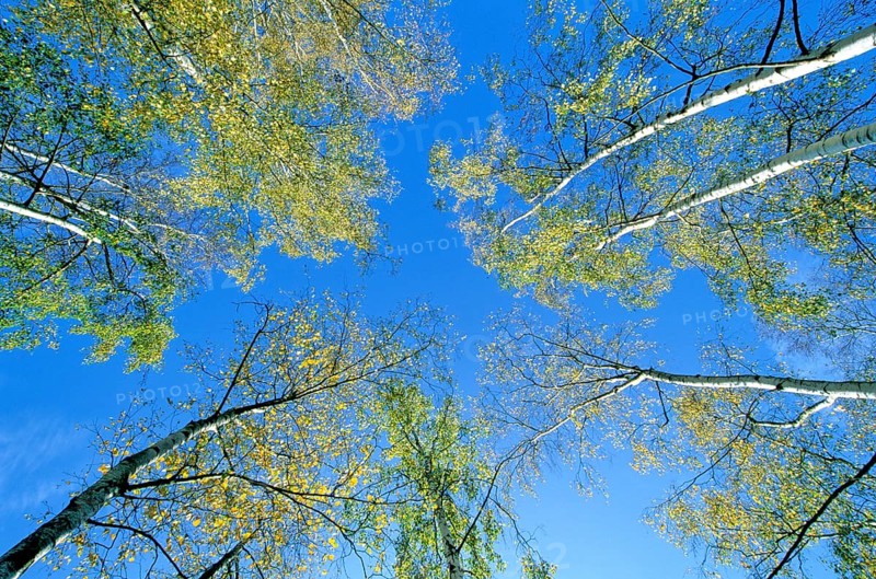 Autumn birches rise into the sky