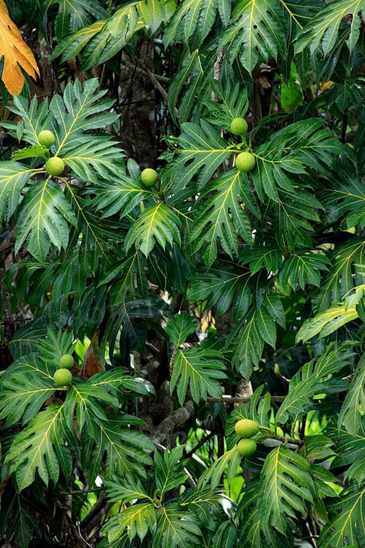 Breadfruit