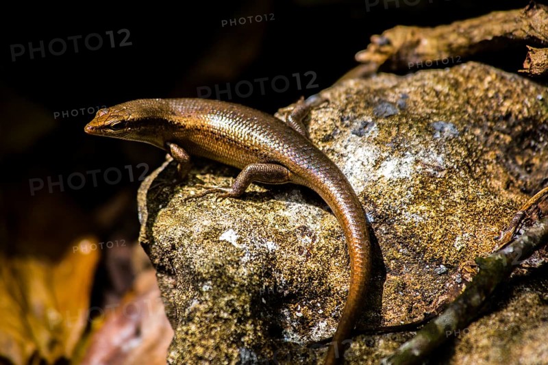 Seychelles skink