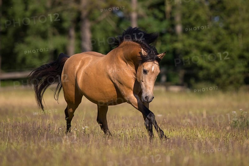 Pura Raza Espanola stallion dun at an exuberant gallop in the summer pasture