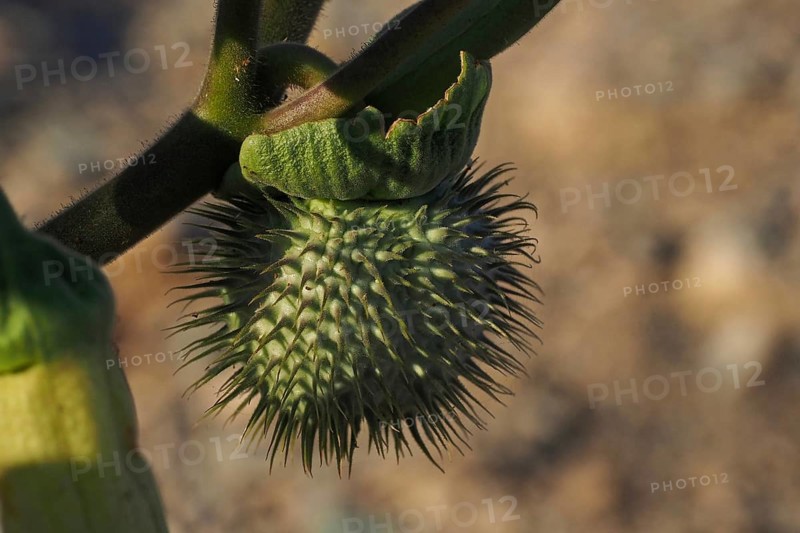 Fruit capsule of thorny