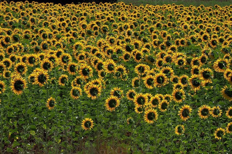 Field with sunflowers