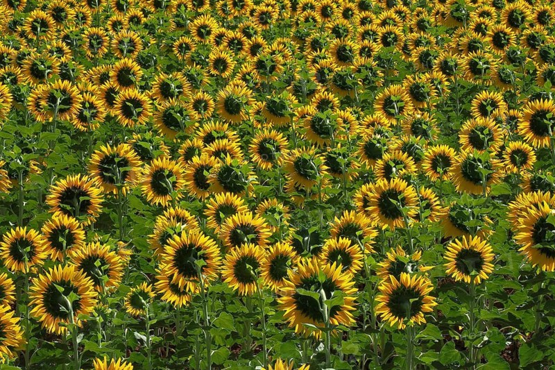 Field with sunflowers