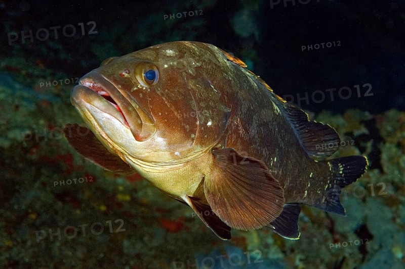 Dusky grouper