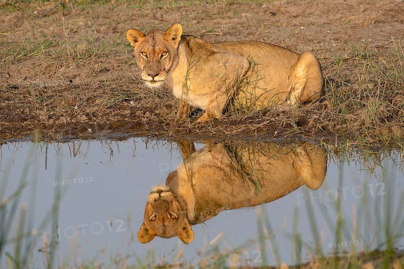 Lion
