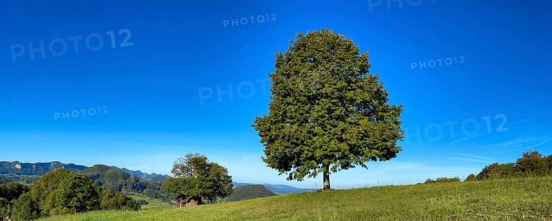 Early autumn landscape with littleleaf linden