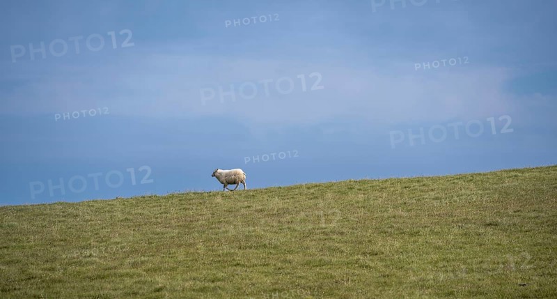 Single sheep in a meadow