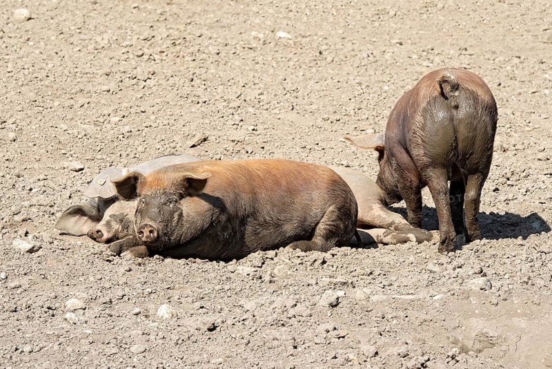 Duroc pigs lie in the dirt