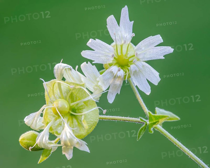 Silene baccifera