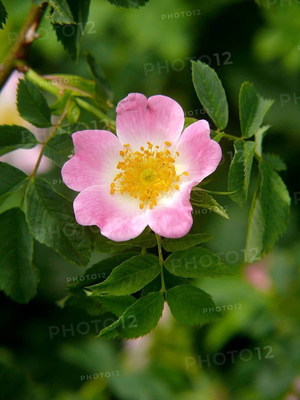 Dog rose