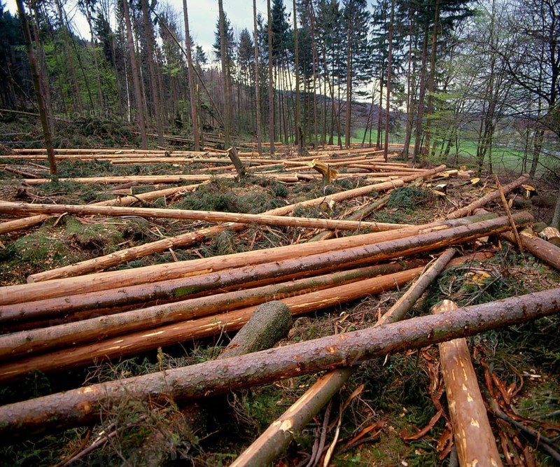 Forest damage caused by storm near Neumuehle