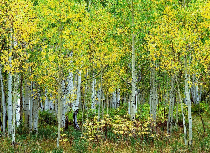 Flowering birch grove in spring