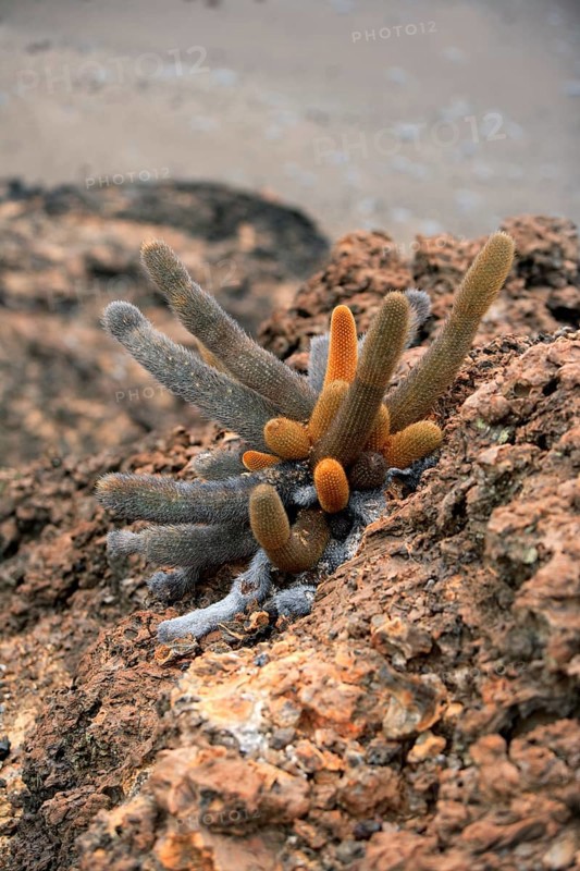Galapagos lava cactus