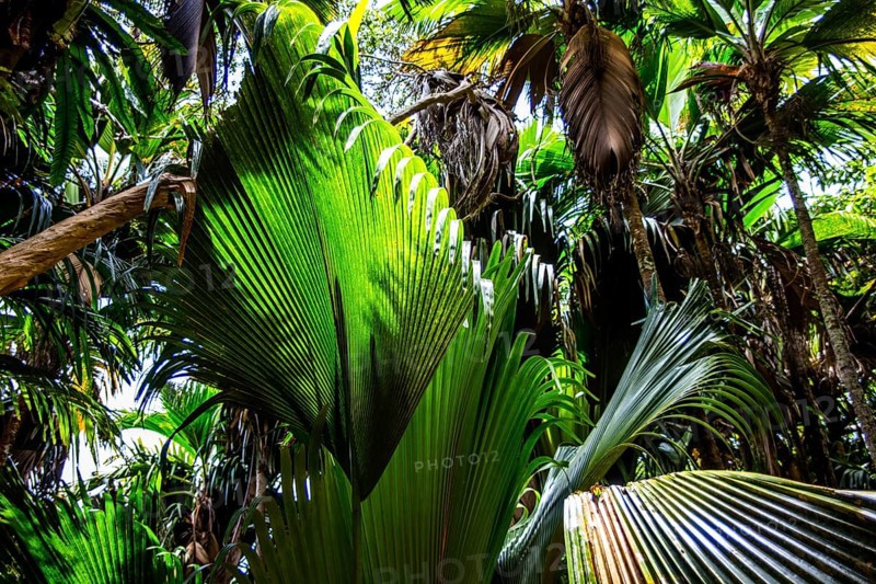 Palm groves