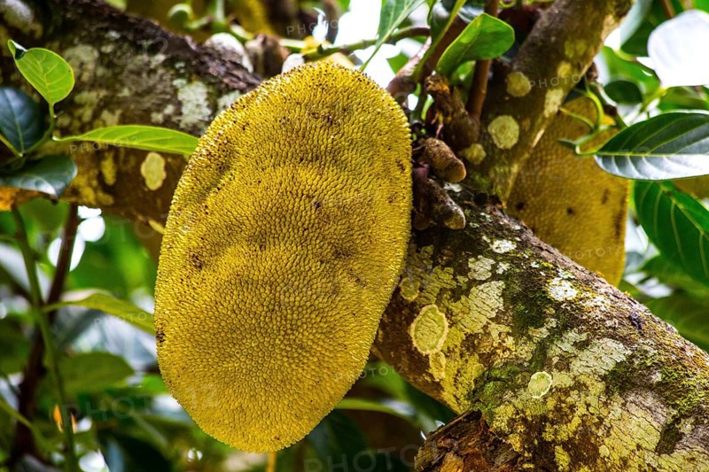 Jackfruit tree