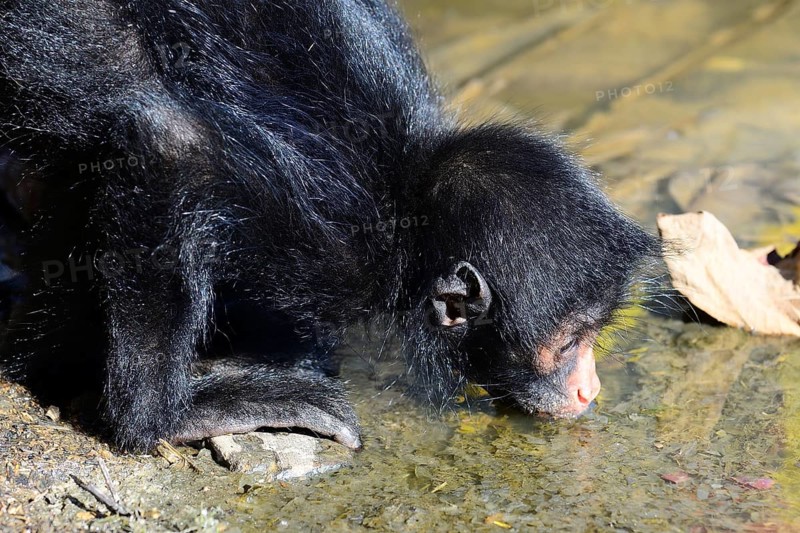 Peruvian spider monkey