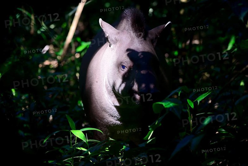 Lowland tapir