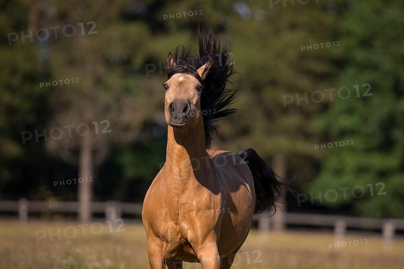 Pura Raza Espanola stallion dun at an exuberant gallop with blowing mane on the summer pasture