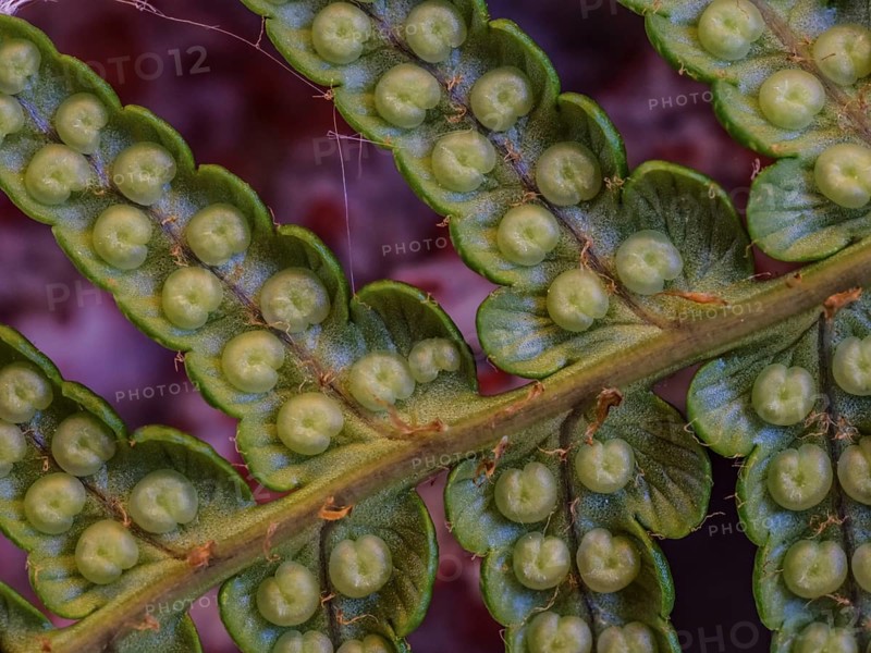 Fern spores