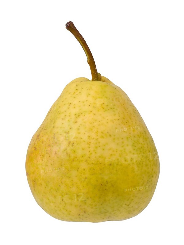 Pear variety Summer apothecary pear
