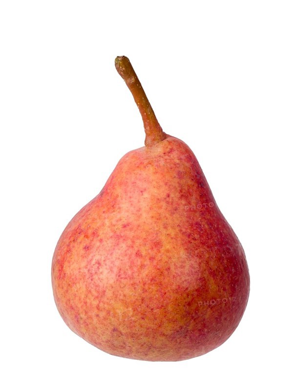 Pear variety Westfaelische Blutbirne