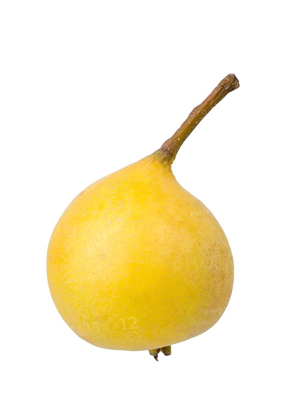 Pear variety Sugar pear