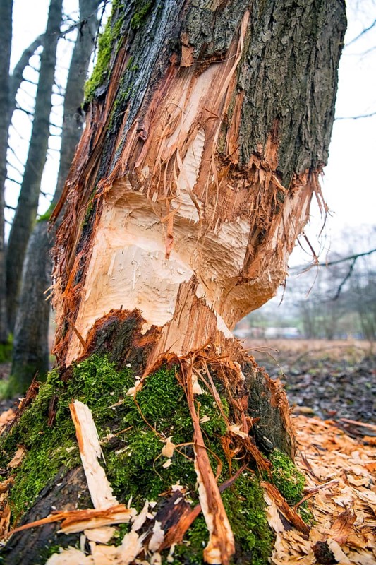 Beaver damage or gnaw marks on a tree in a small forest near a watercourse