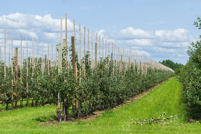 Apple orchard