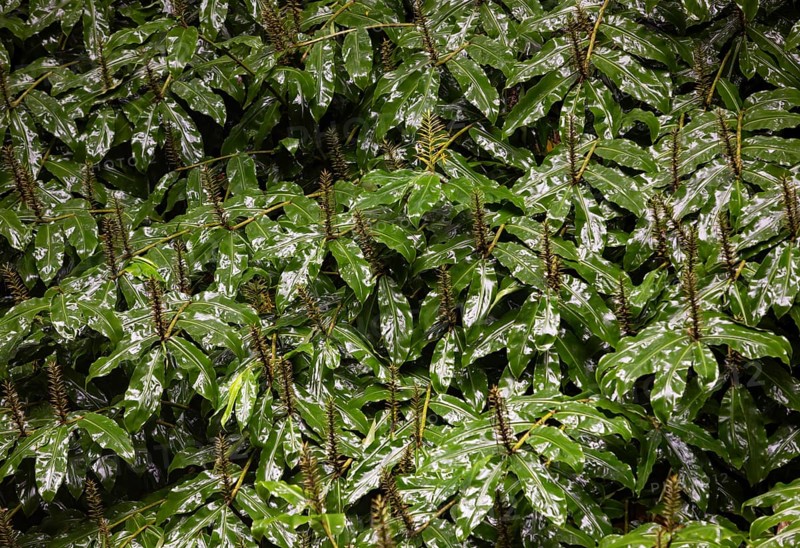 Kahili ginger