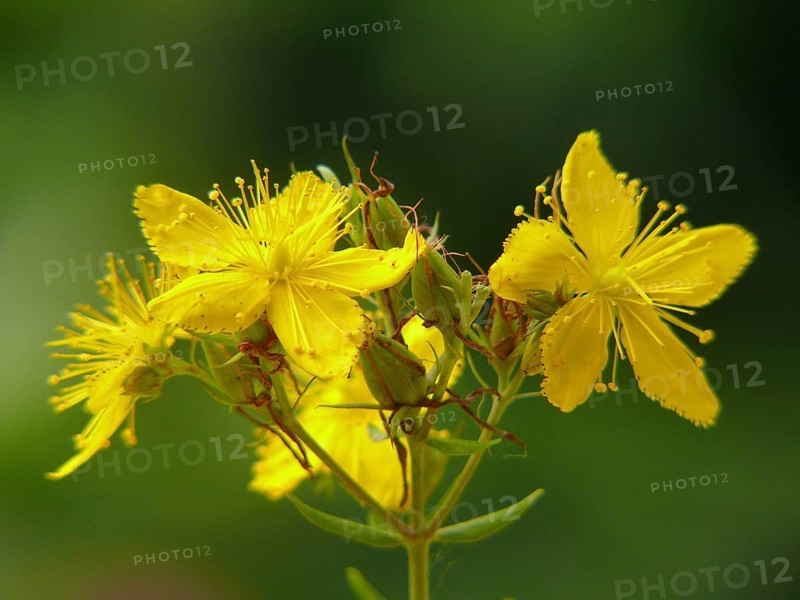 Medicinal plant