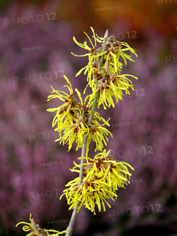 Witch Hazel flowering