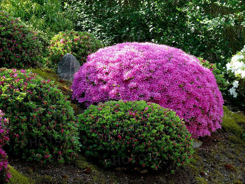 Japanese bonsai garden in Schwilowsee- OT. Ferch
