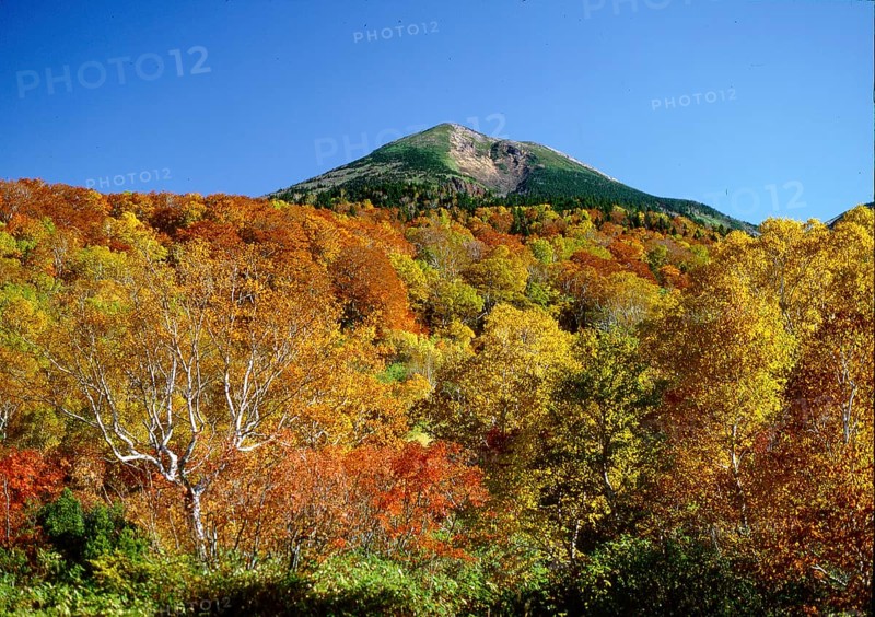 Autumn Forest and Mount Hakoda