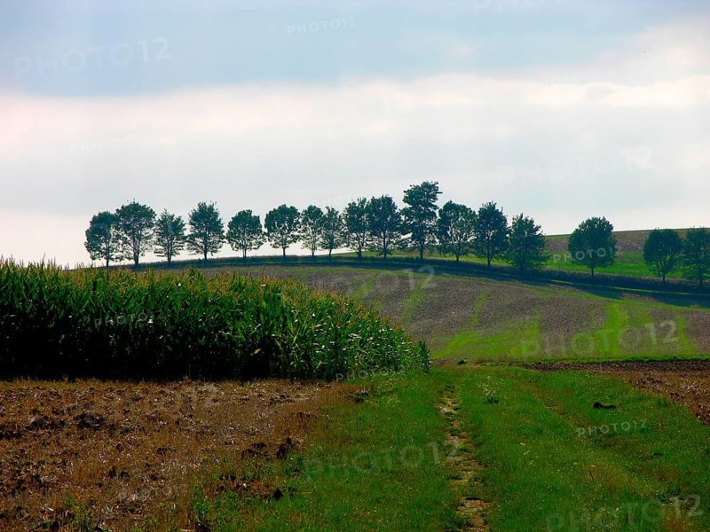 Tree row