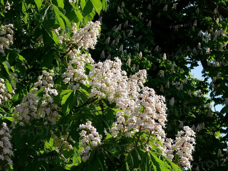 Horse Chestnut in flower