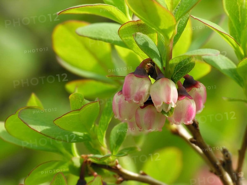 Dewberry