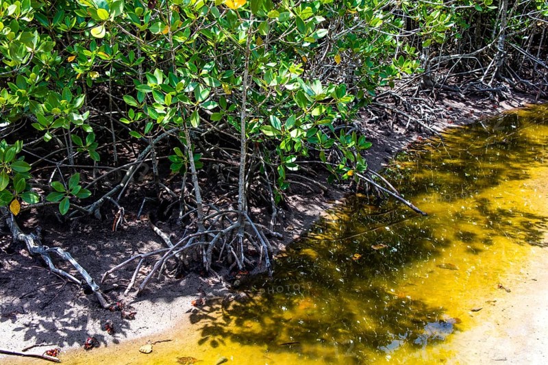 Mangroves with land hermit crabs