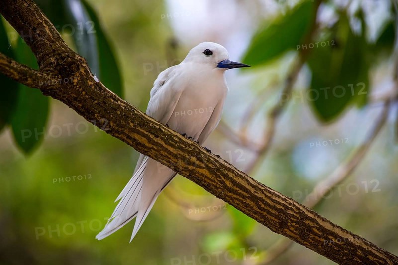 White tern