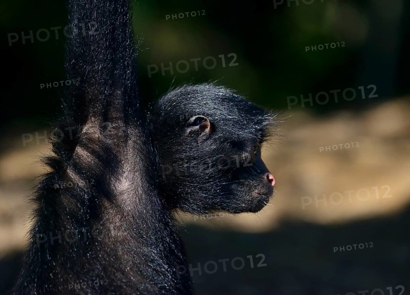 Peruvian spider monkey
