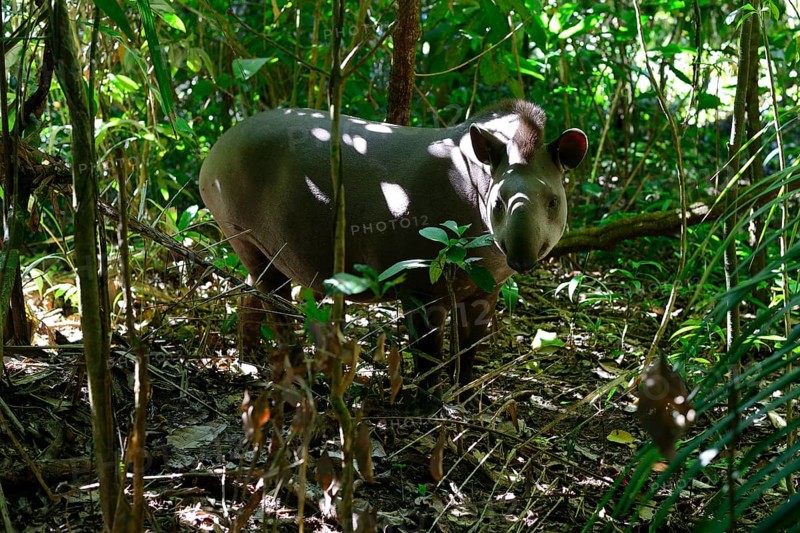 Lowland tapir